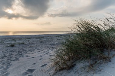 Danimarka 'da Blavand sahilinin kum tepeleri kuru otlarla kaplı.