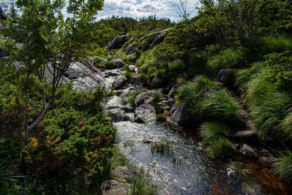 Dağ tundrası nehir manzarası, Norveç, Preikestolen yolunda.