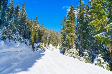 Bir orman yoluyla kayak pisti.