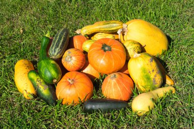 Kabaklar ve iliği bir çimenlerin üzerinde.