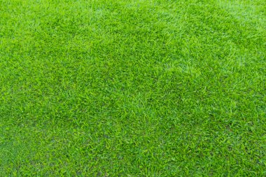 yeşil futbol sahası arkaplanı yeşil alan