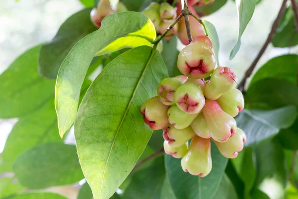 Rose elma ağacı üzerinde
