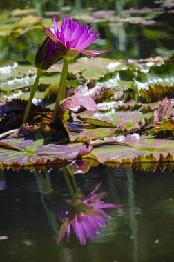 Sakin ve güneşli bir günde botanik bahçesinde mor bir çiçek.