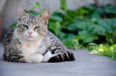 Kedi bahçeye bakıyor ve bitkilerle uzanıyor.