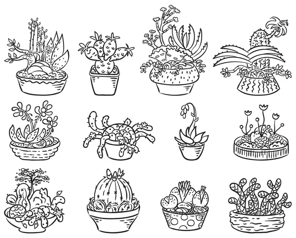 Set of Succulent Compositions in Containers — Stock Vector
