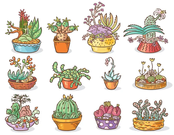 Set of succulent compositions in containers, colorful drawing, isolated — Stock Illustration Set of succulent compositions in containers, colorful drawing, isolated Vector Graphics