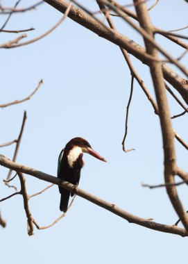 Huş ağacı, yalıçapkını