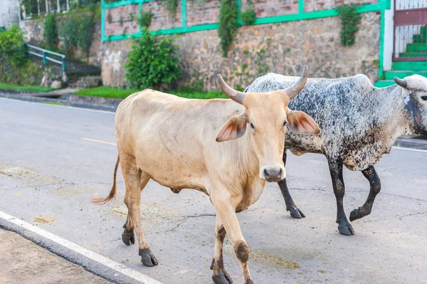 Suchitoto, Cuscatln, El Salvador kasabasının detayları.