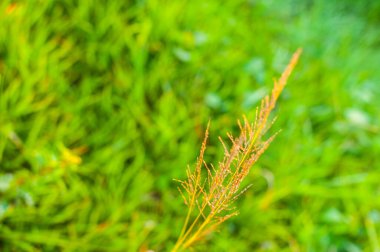 Çimenler Orta Amerika 'nın kırsal alanlarıdır.