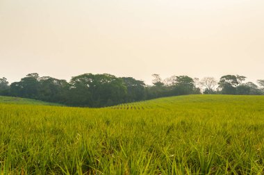 El Salador 'daki tepeler ve şeker kamışı tarlaları