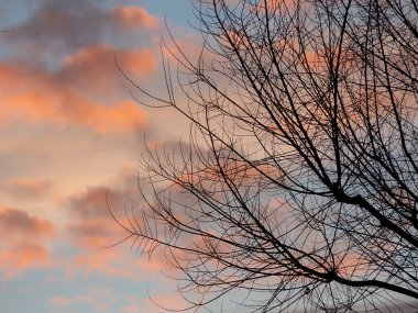 Dalların ana hatları ve renkli bir günbatımı.