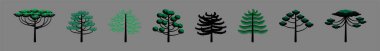 set of araucaria tree cartoon icon design template with various models. flat style in modern vector illustration clipart