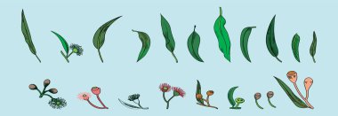 Çeşitli modellerle okaliptüs karikatür dizayn şablonu. modern vektör illüstrasyonu mavi arkaplanda izole edildi