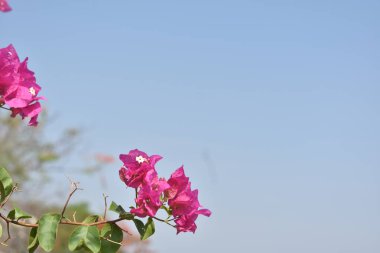 bhopal, bina, arcitecture, çatı, şehir, konut, mp, madhya pradesh, Hindistan, göller