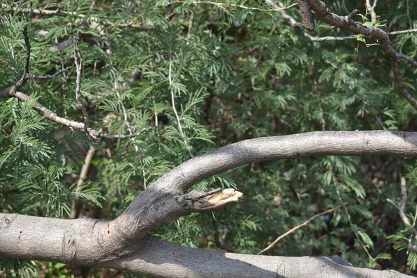 Рослина Дерево Квітка Фрукти Дерево Зелений Природа Навколишнє Середовище Природні — стокове фото