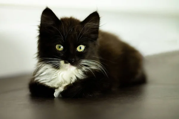 Lindo Gatito Negro Con Pecho Blanco Patas Ojos Amarillos Acostado — Foto de Stock