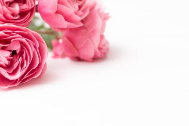 Pembe narin güller Leonardo da Vinci gibi beyaz bir yüzeyde, boşluğu kopyala.