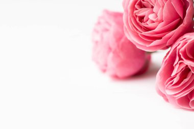 Pembe narin güller Leonardo da Vinci gibi beyaz bir yüzeyde, boşluğu kopyala.