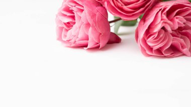 Pembe narin güller Leonardo da Vinci beyaz bir yüzeyde, uzayı taklit ediyor. Pankart.