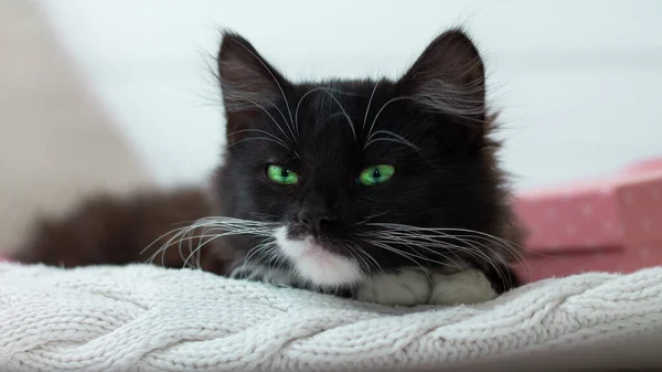 Niedliches Schwarzes Kätzchen Mit Weißer Brust Und Pfoten Und Grünen — Stockfoto