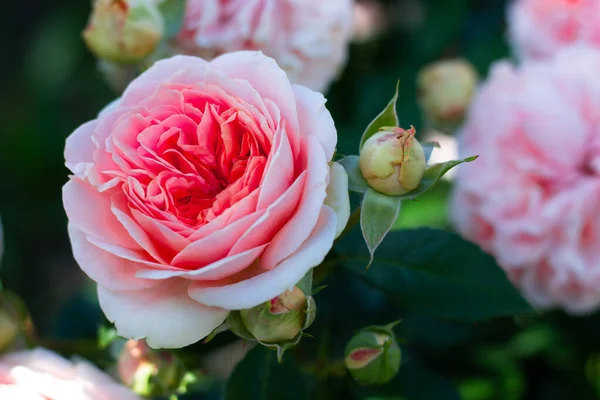 Bourgeon Fleur Une Rose Délicate Chip Dale Variété Sur Fond — Photo