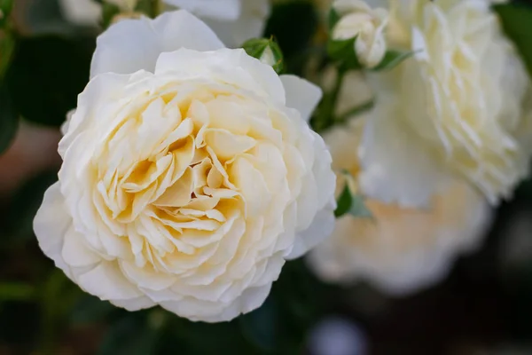 Champagne Rose Bourgeon Fleur Crème Variété Abondante Verdure Dans Jardin — Photo