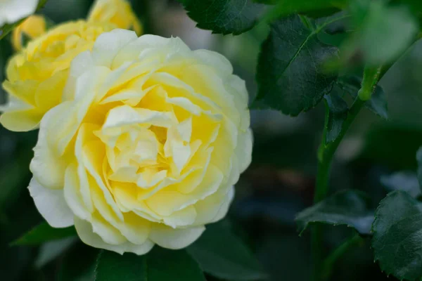 Bourgeon Fleur Une Délicate Rose Jaune Variété Bordure Dorée Dans — Photo