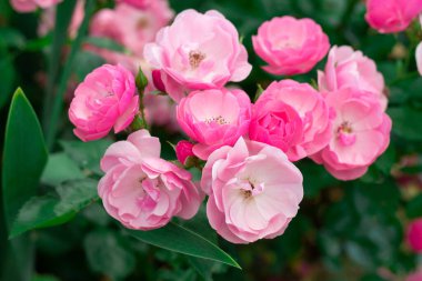 Çiçekler narin pembe gül çeşitleri Angela, arka planda yeşillik bir çalılık üzerinde