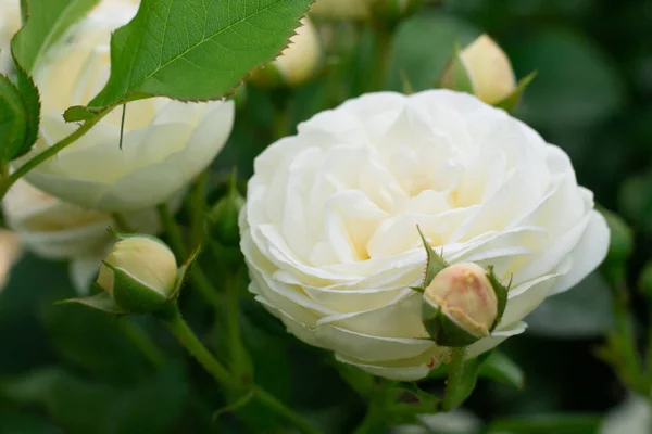 Champagne Rose Bourgeon Fleur Variété Artemis Dans Verdure Dans Jardin — Photo