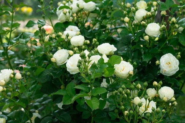 Champagne Boutons Roses Fleurs Variété Artemis Dans Verdure Dans Jardin — Photo