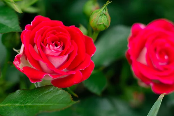 Bourgeon Fleur Une Rose Rouge Vif Variété Schone Koblenzerin Dans — Photo