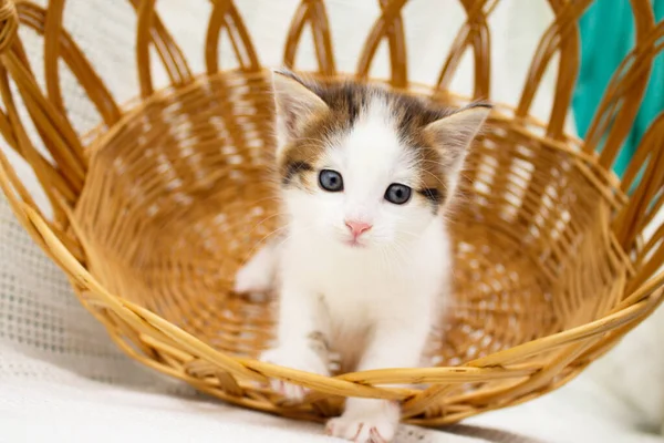 Gatinho Pequeno Manchado Branco Bonito Uma Cesta Palha Vime Cobertor — Fotografia de Stock