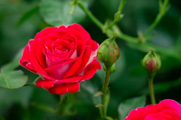 Bourgeon Fleur Une Rose Rouge Vif Variété Schone Koblenzerin Dans — Photo