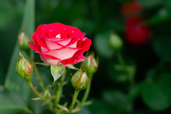 Bourgeon Fleur Une Rose Rouge Vif Variété Schone Koblenzerin Dans — Photo