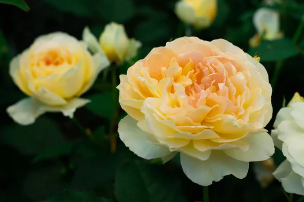 Bourgeon Fleur Une Délicate Rose Jaune Cultivar Moulinex Verdure Dans — Photo