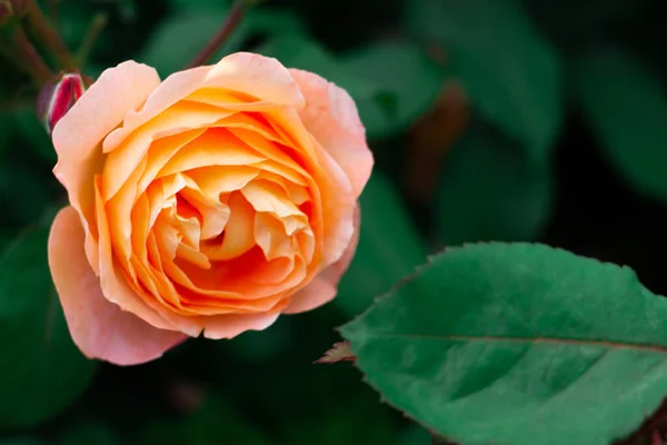 Fleur Une Délicate Rose Pêche Variété Villa Cotta Dans Verdure — Photo