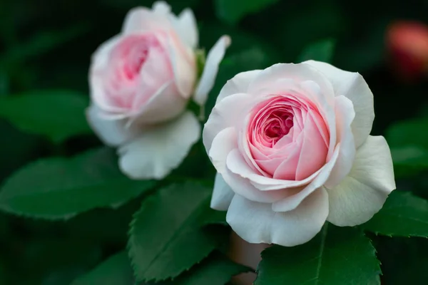 Fleurs Une Délicate Rose Rose Variété Octavia Hill Sur Fond — Photo