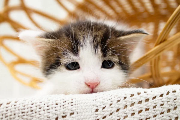 可爱的白色斑点小猫在柳条编草篮 在针织毛毯上 — 图库照片