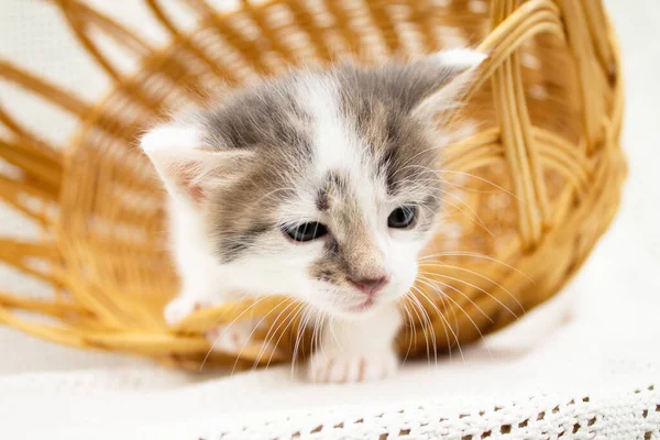 可爱的白色斑点小猫在柳条编草篮 在针织毛毯上 — 图库照片