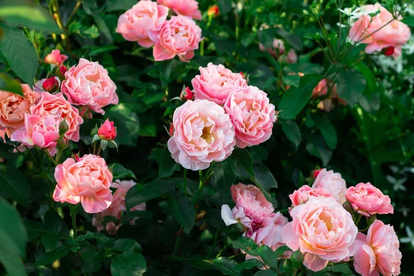 Fleurs Bourgeons Une Délicate Rose Variété Marie Curie Sur Fond — Photo
