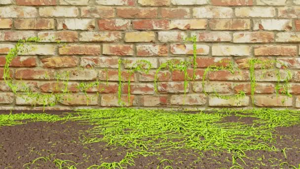 Анімація садового зеленого плюща, що росте на фоні цегляної стіни. 3D візуалізація — стокове відео
