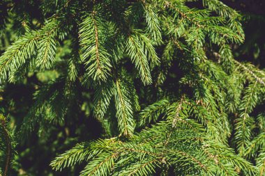 Arkaplan dokusu. Ladin yeşili dallar. Boşluğu kopyala