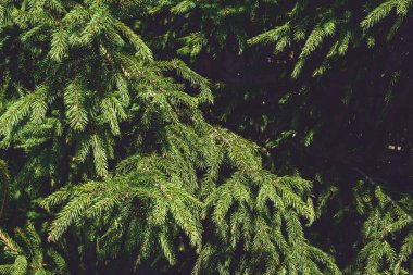 Arkaplan dokusu. Ladin yeşili dallar. Boşluğu kopyala