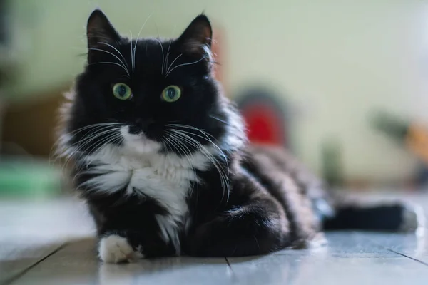 Schwarze Katze Mit Weißer Brust Und Pfoten Und Grünen Augen — Stockfoto