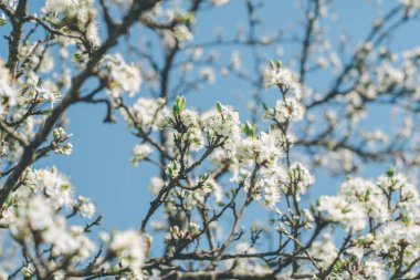 Mavi gökyüzüne karşı açan elma ağacının dallarının bulanık yaratıcı arkaplanı. Baharda meyve ağacının beyaz çiçekleri