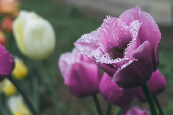 Tulipe Lilas Variété Héron Bleu Avec Gouttes Pluie Sur Lit — Photo