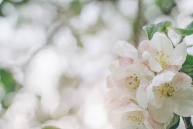 Bokeh 'in açtığı elma ağacı çiçeklerinin yaratıcı arkaplanı bulanıklaştı. İlkbaharda meyve ağacının beyaz odaklı olmayan çiçekleri