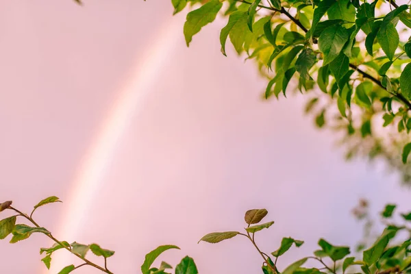 Rainbow Lilac Evening Sky Branches Tree Green Leaves Copy Space — Fotografia de Stock