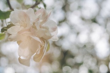 Bokeh 'in açtığı elma ağacı çiçeklerinin yaratıcı arkaplanı bulanıklaştı. İlkbaharda meyve ağacının beyaz odaklı olmayan çiçekleri