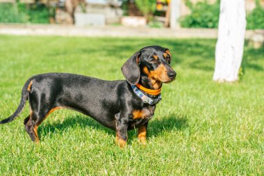 Yakalı siyah ve esmer dachshund köpeği yeşil çimlerin üzerinde duruyor.